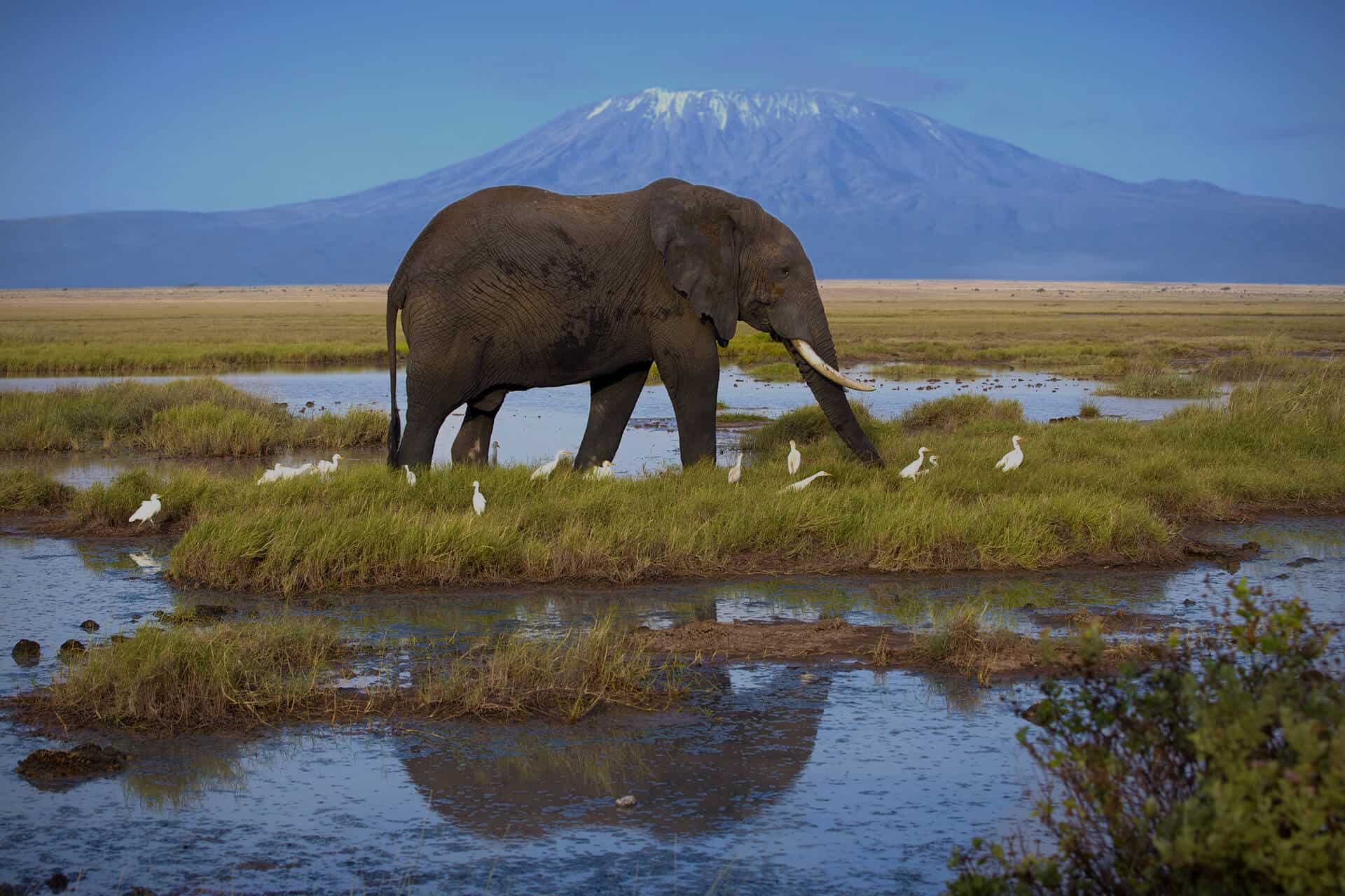 Elephant walking through a marshy area surrounded by white birds, with the majestic Mount Kilimanjaro in the background, taken in Amboseli National Park, Kenya.