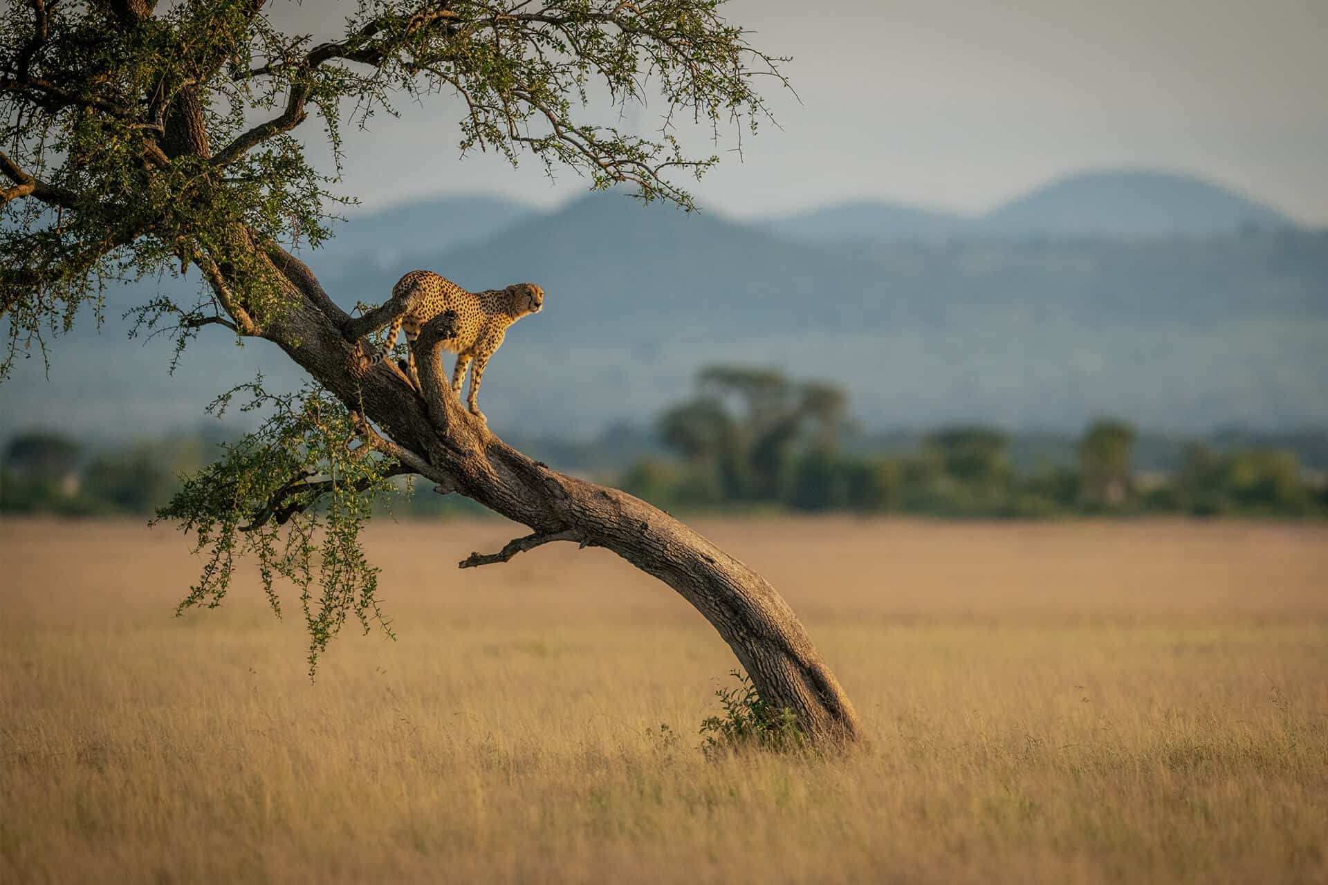 ker-downey-africa-asia-dmc (1)