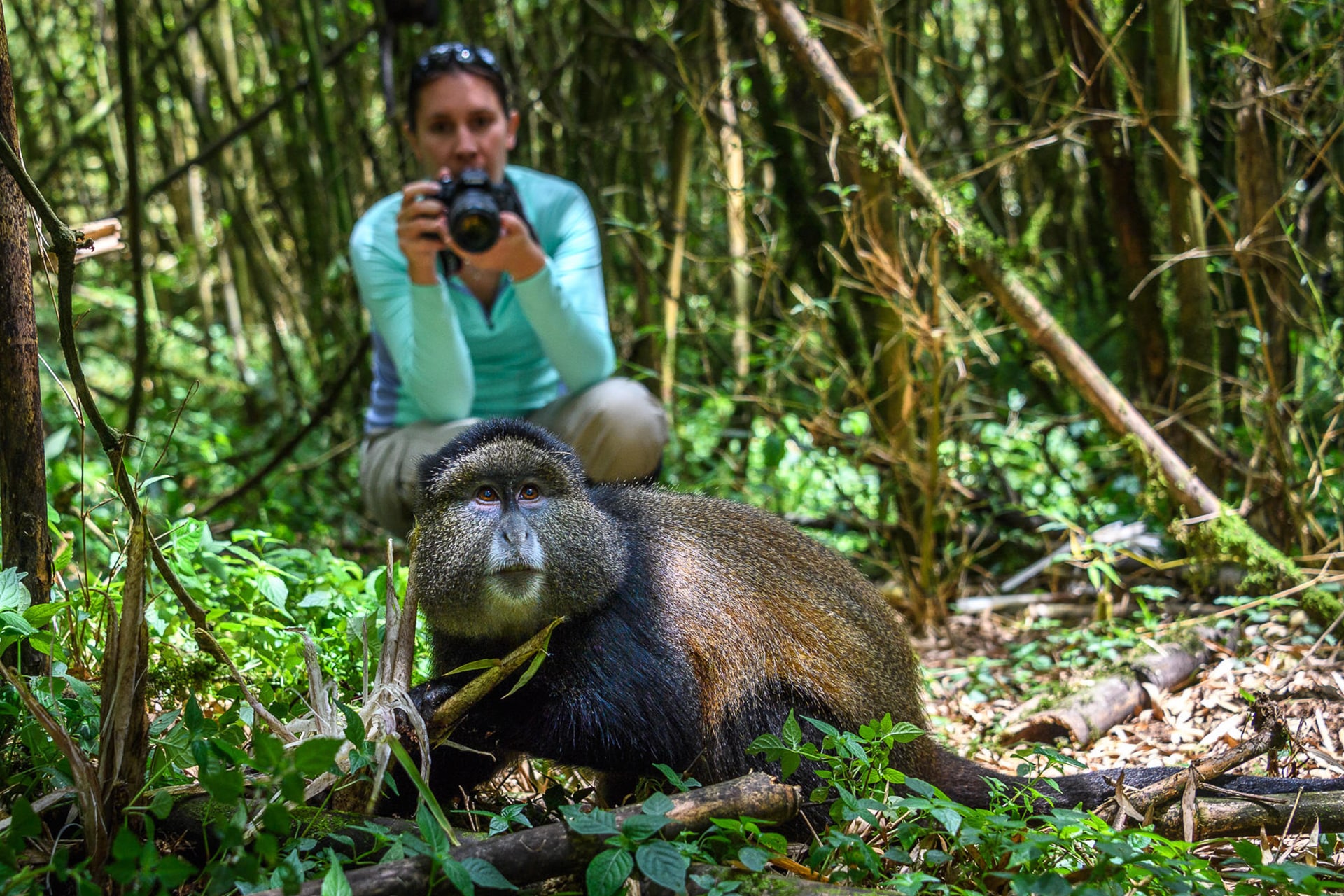 Golden monkey in Volcanoes National Park 