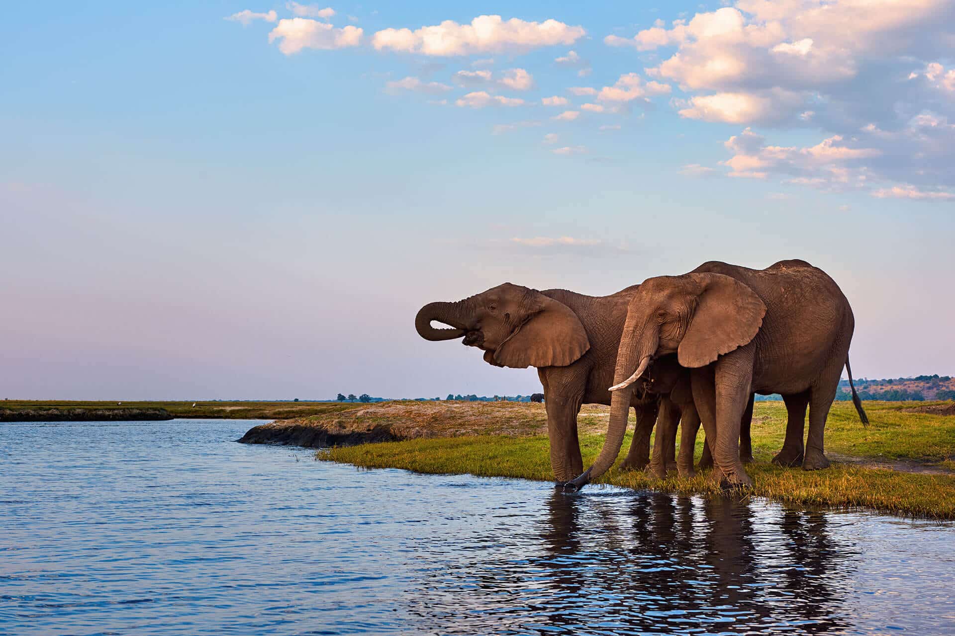 African elephants in natural wildlife drinking water from African lake. At Chobe Water Villa.