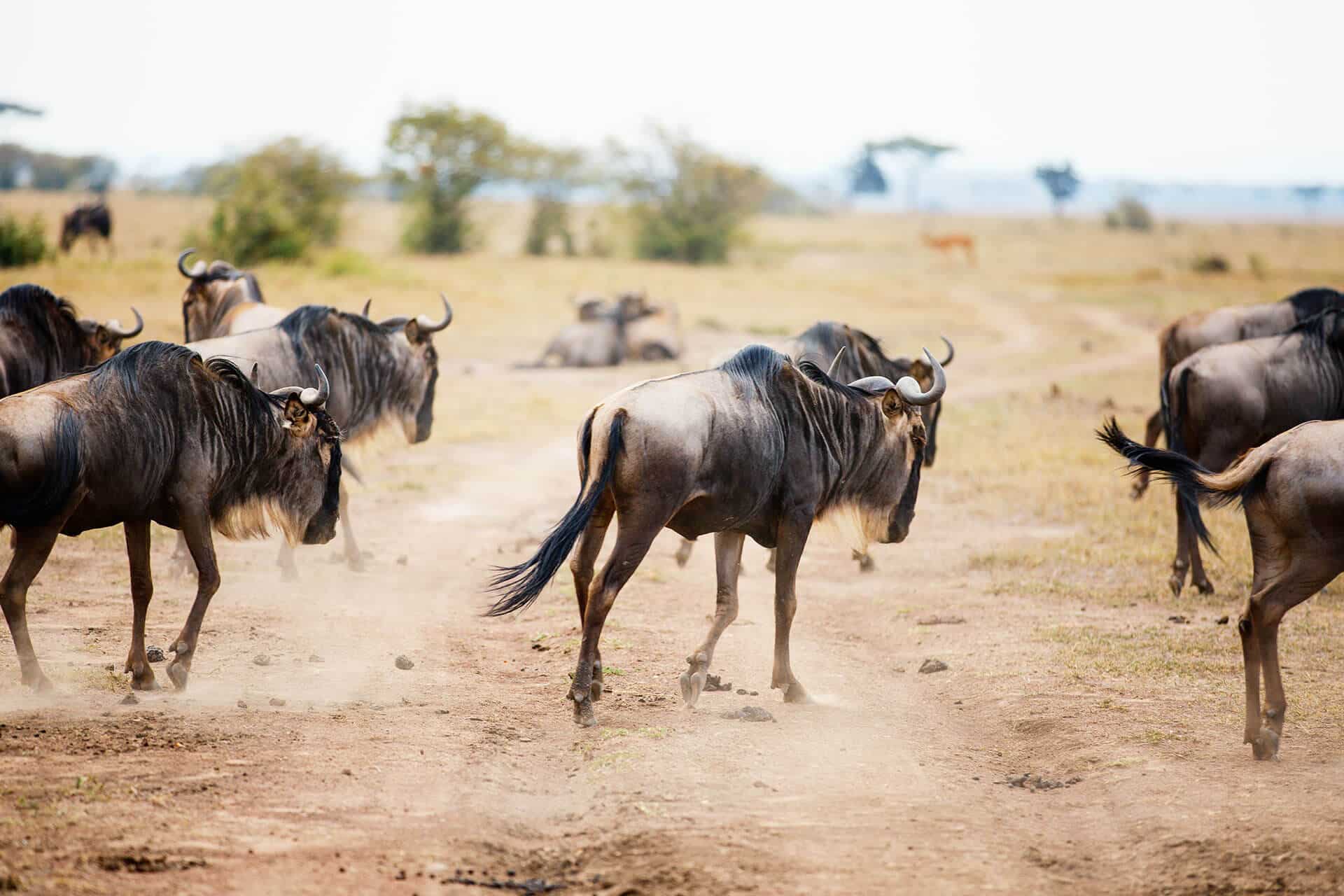 Wildebeest walking in Kenya - - one of the country's in the Africa travel restrictions Coronavirus information 