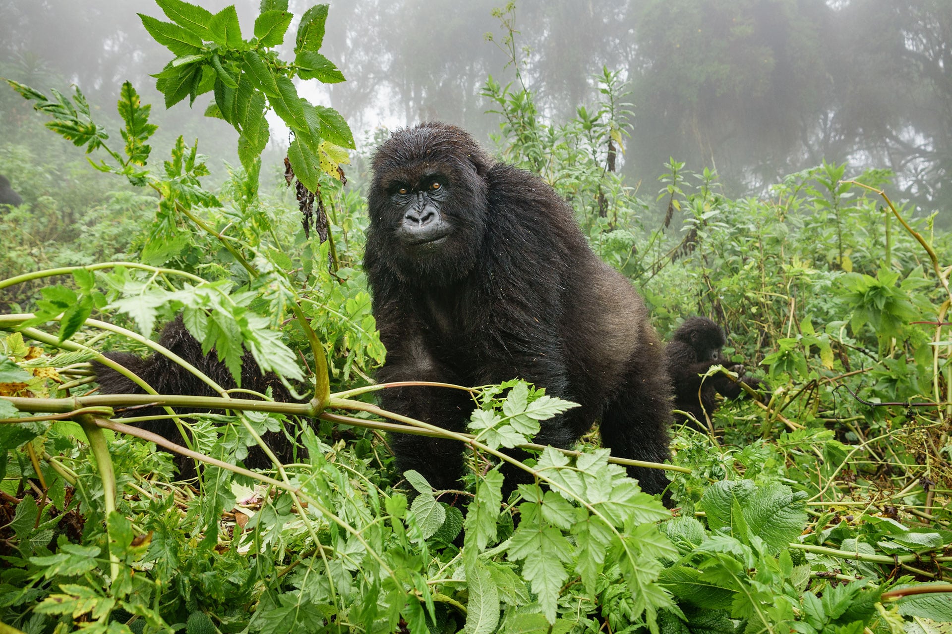 Mountain Gorilla in Rwanda