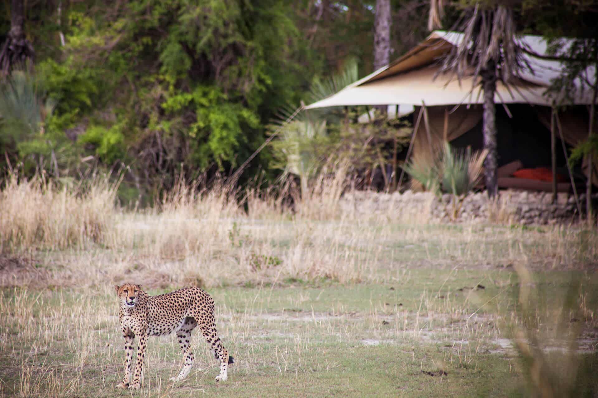 Chem Chem Lodge, suggested lodge at Lake Manyara, perfect lodge to include in any Tanzania bucket list travel