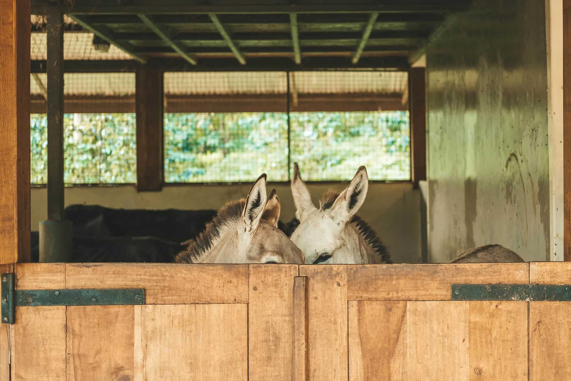 Authentic experience at Gibbs Farm