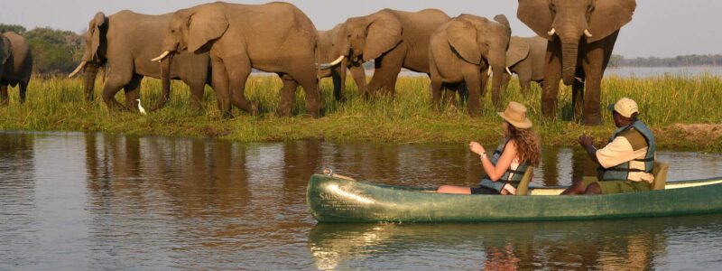 Sausage Tree Canoe Safari