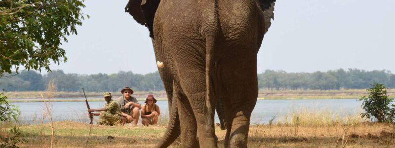 Sausage Tree Walking Safari