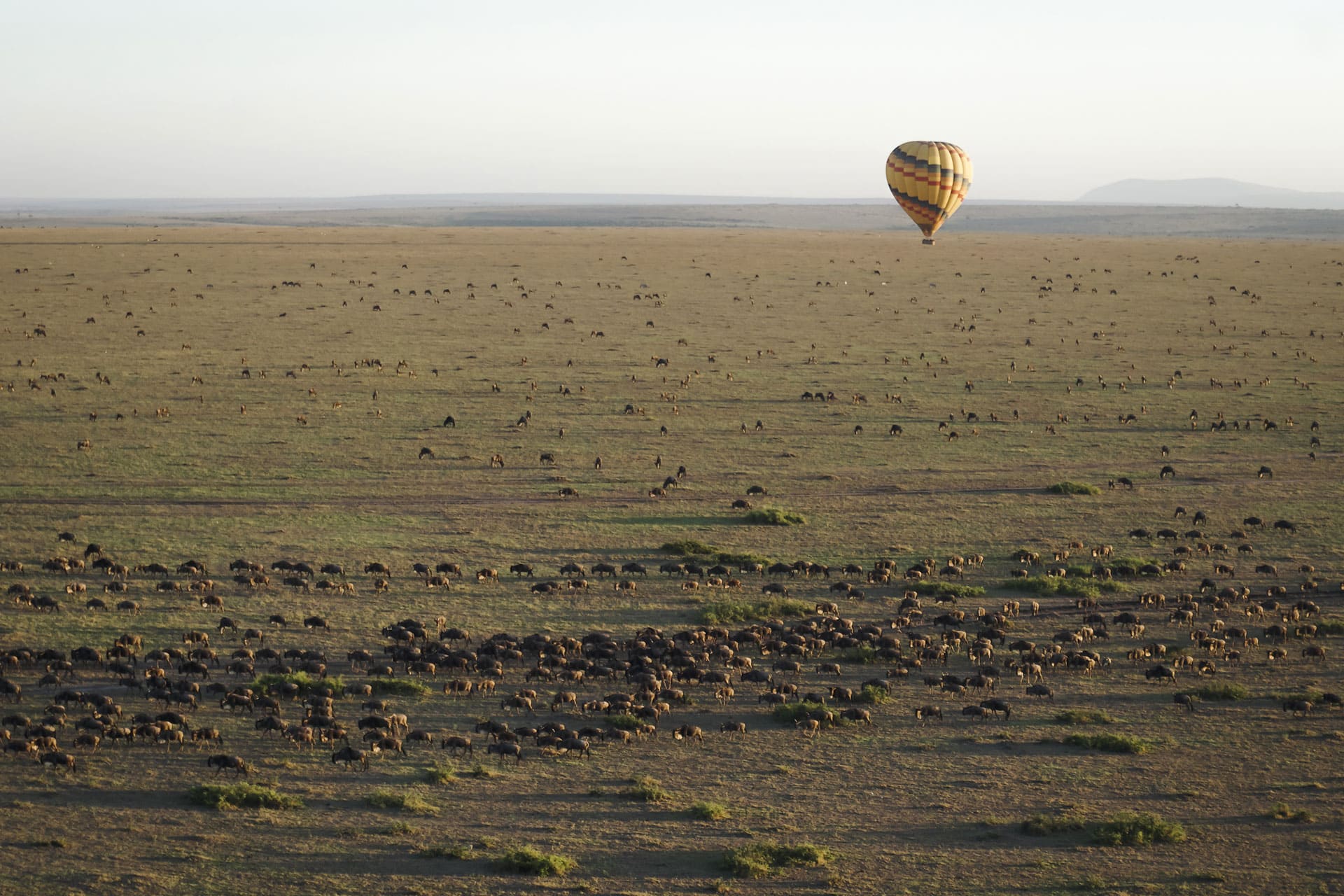 Hot air balloon floating over the Serengeti during the Great Migration, with thousands of wildebeest and zebra crossing the vast plains of East Africa.