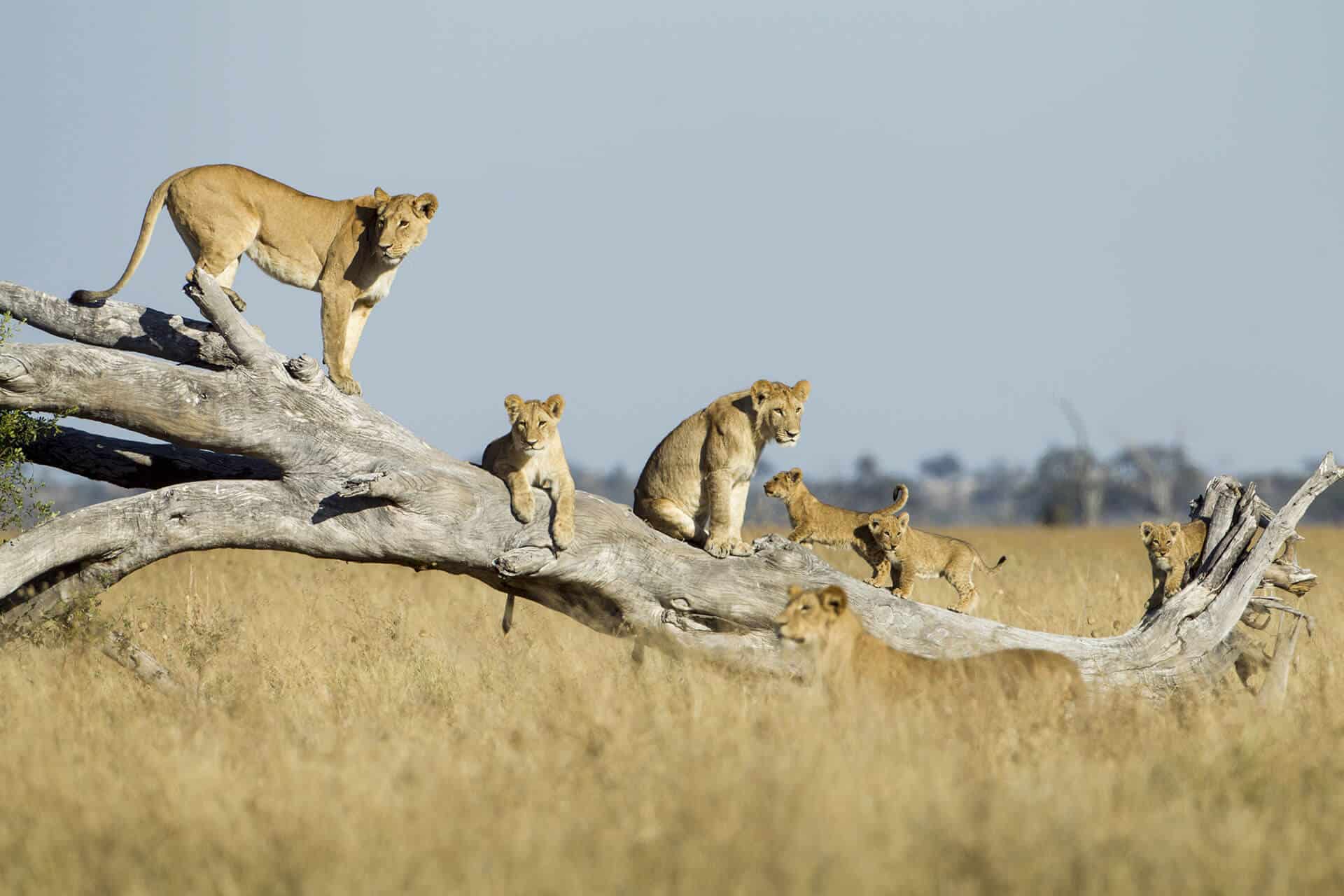 Pride of lions resting on a fallen tree in the African savannah, spotted during a family safari adventure.