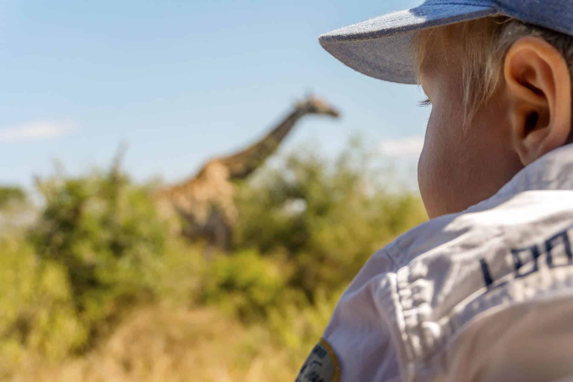 Toddler on African safari watching a giraffe &ndash; family-friendly wildlife adventure