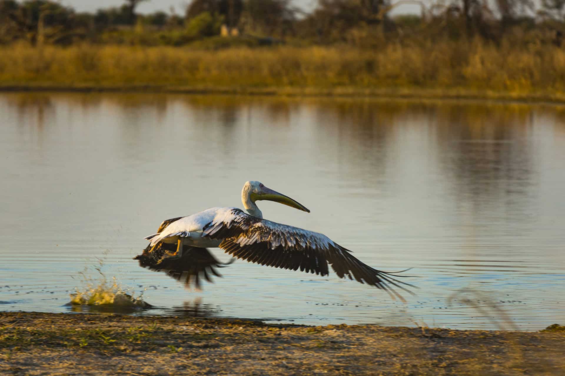 Bird-watching, in and around Maun