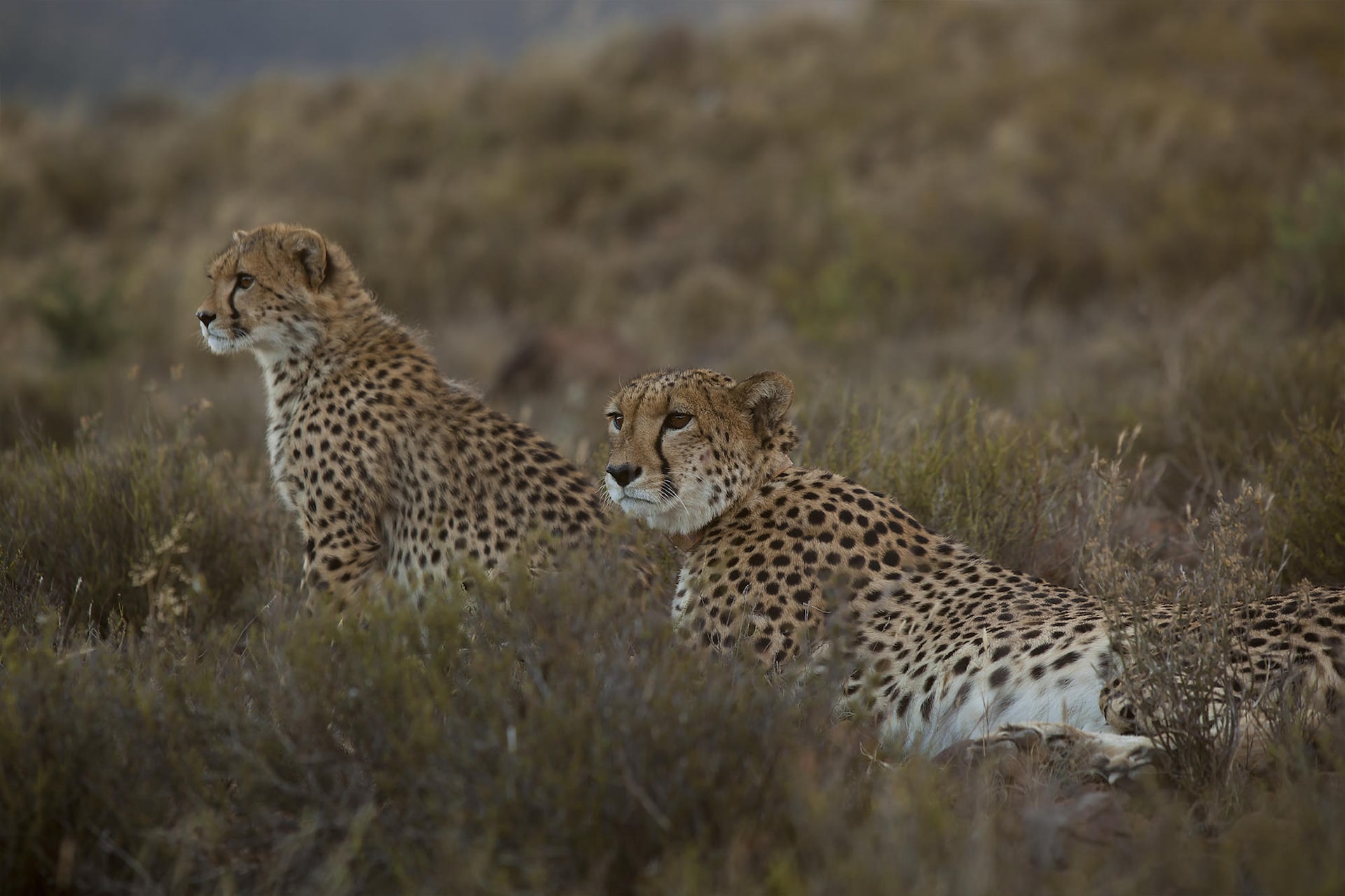 Two cheetahs resting alertly in tall grass on an African plain, symbolising the focus of wildlife conservation safaris that support endangered species protection.