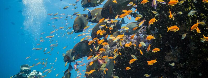 Azura-Benguerra-Island-Diving