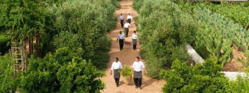 Garden-from-a-Birds-Eye-View
