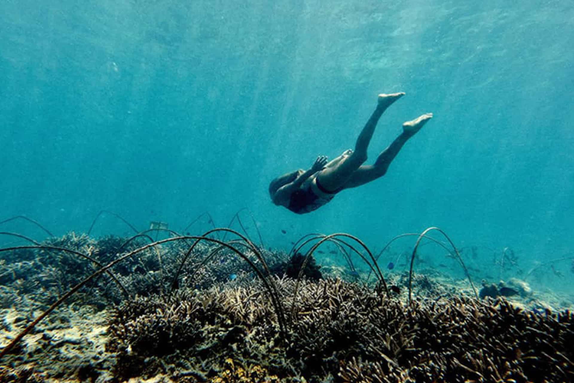 Coral restoration at Four Seasons, Seychelles. Lady swimming in the ocean.