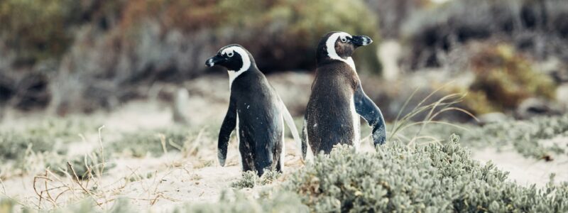 cara-fuller-glr74KCPmEQ-unsplash