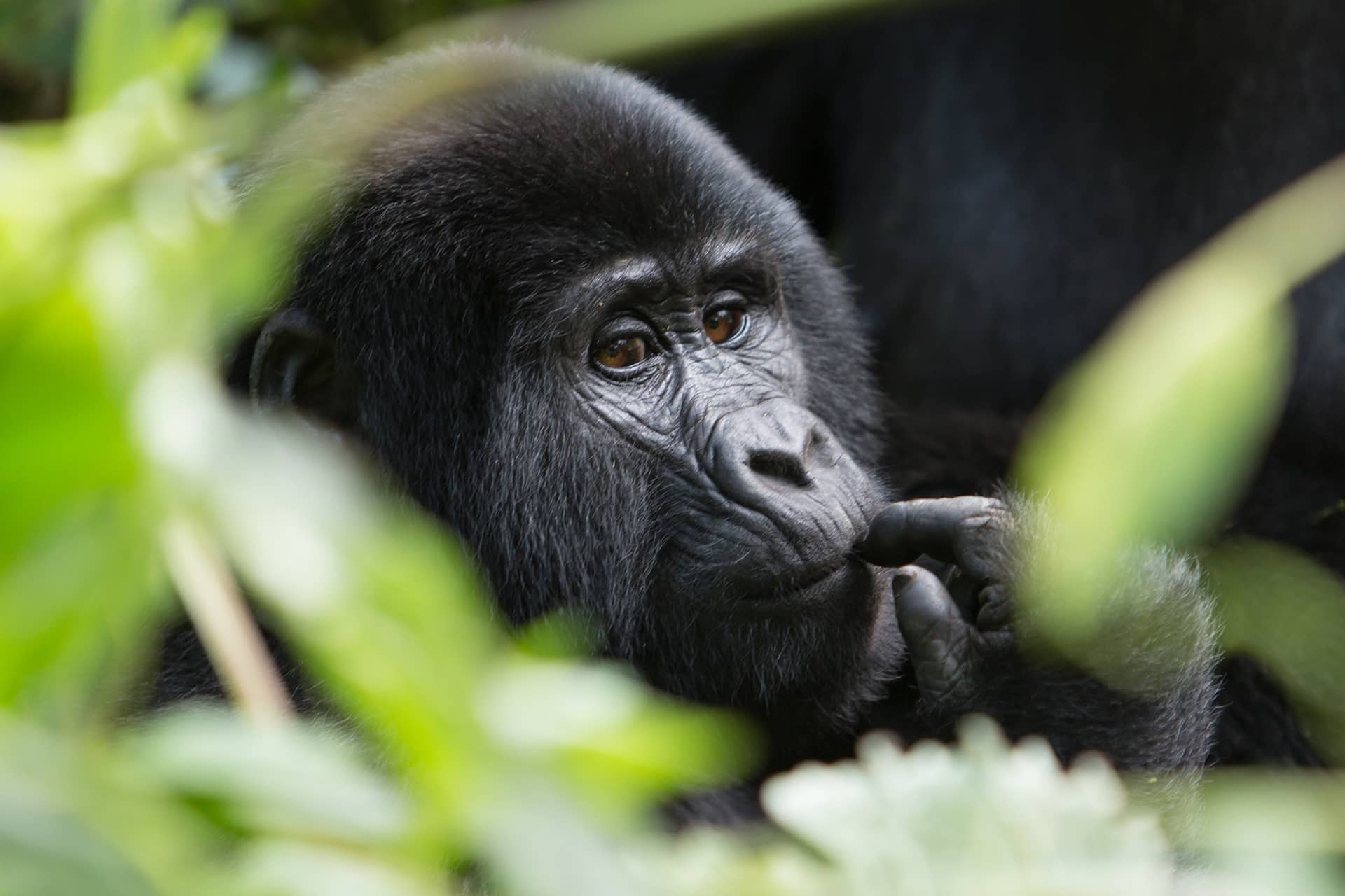 Cute baby gorilla looking in thought close up at Gorilla Trekking, Rwanda. African safari.