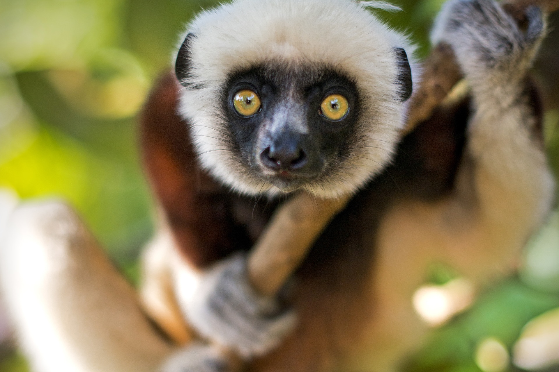 Lemur closeup at Lemur Trekking, Madagascar luxury safari.