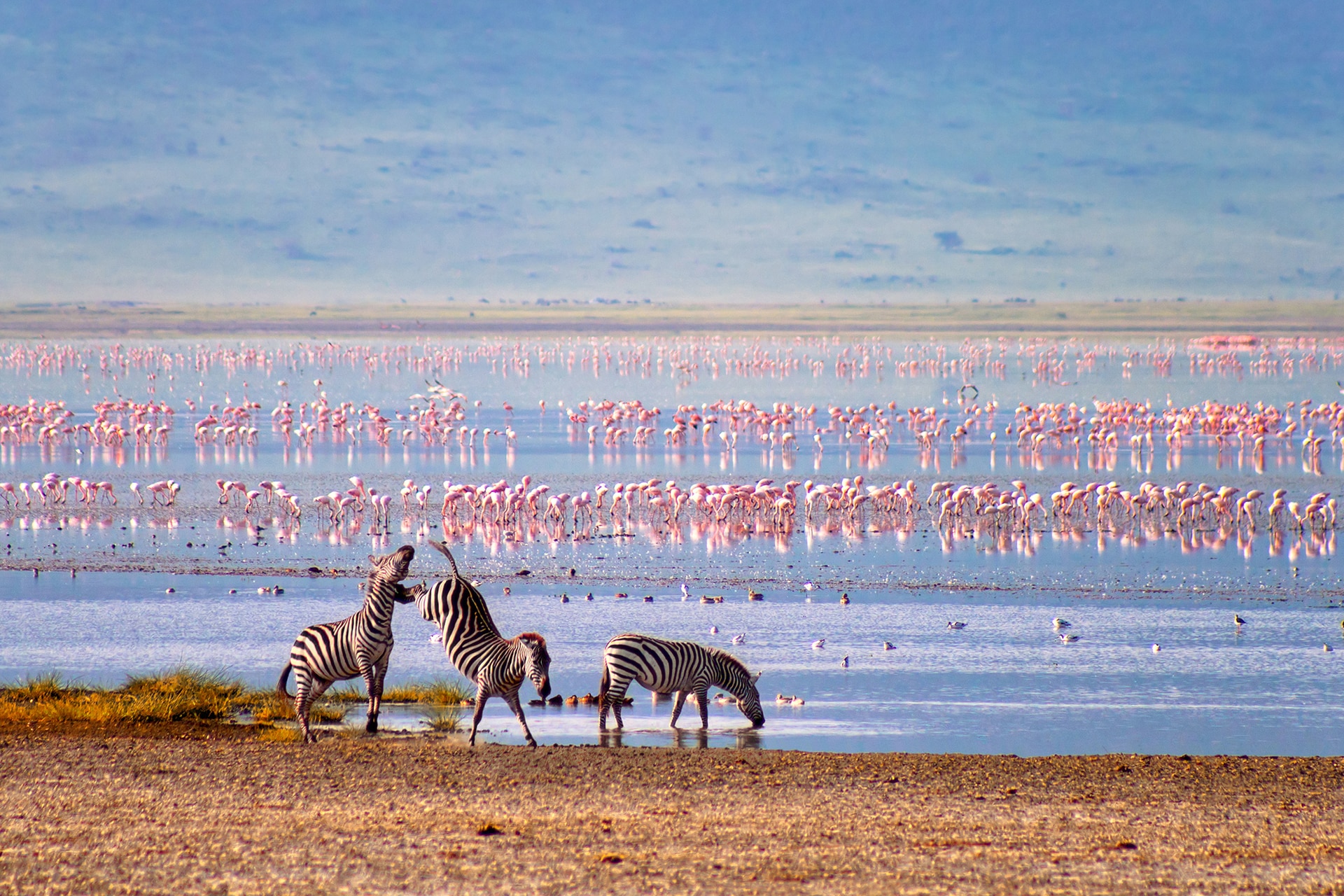 Three zebras and a group of pink flamingos at the Ngorongoro Crater, in Tanzania.