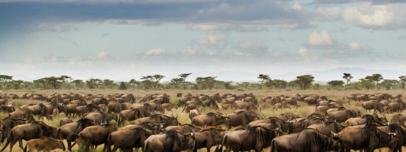 wildebeest