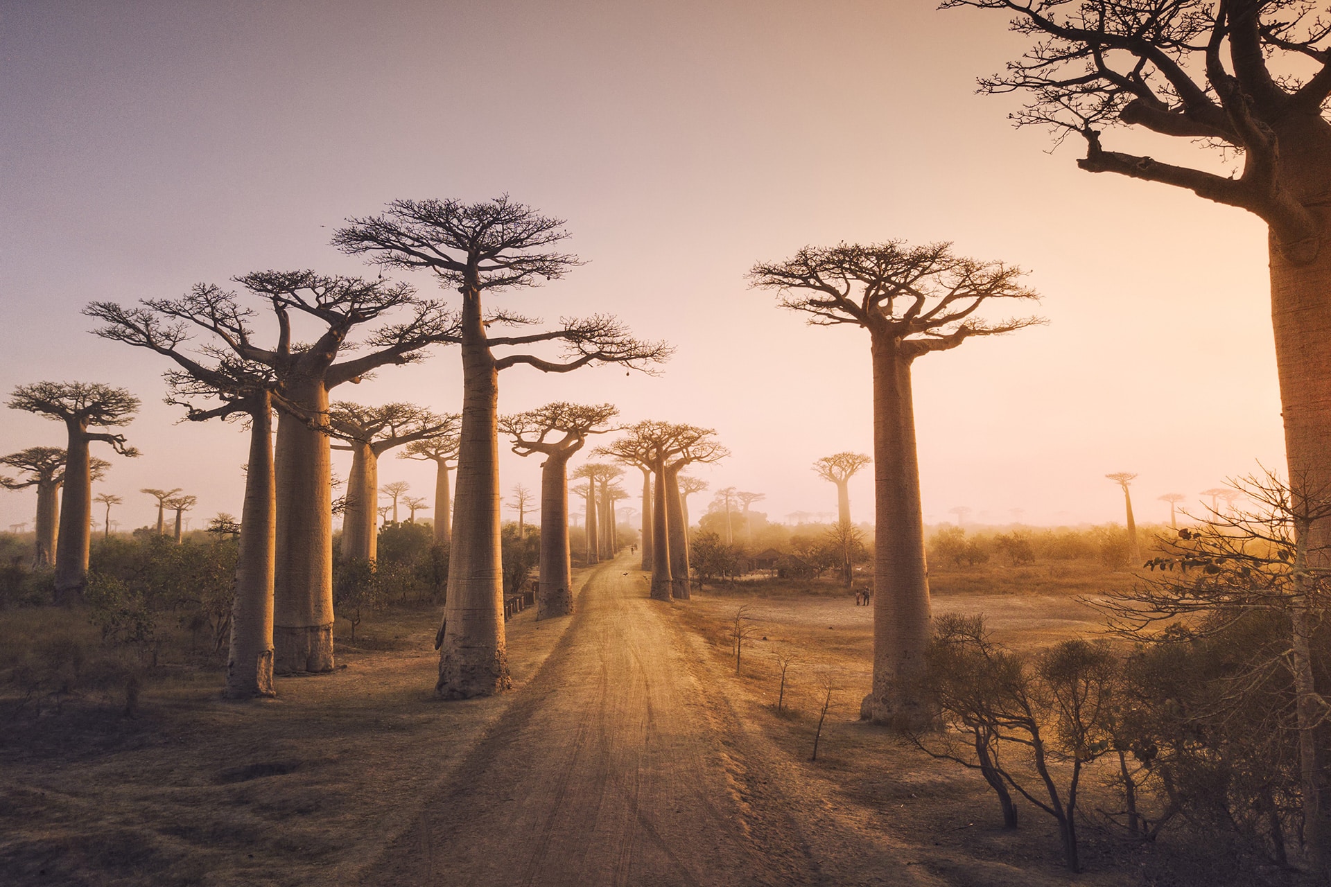 The iconic Avenue of the Baobabs in Madagascar at sunset, offering a unique landscape for an authentic adventure in the island's rainforests and palm-fringed coastline.