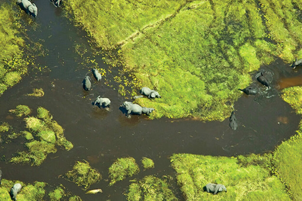 Elephants in the channel, viewed from above during a Okavango Delta scenic flight
