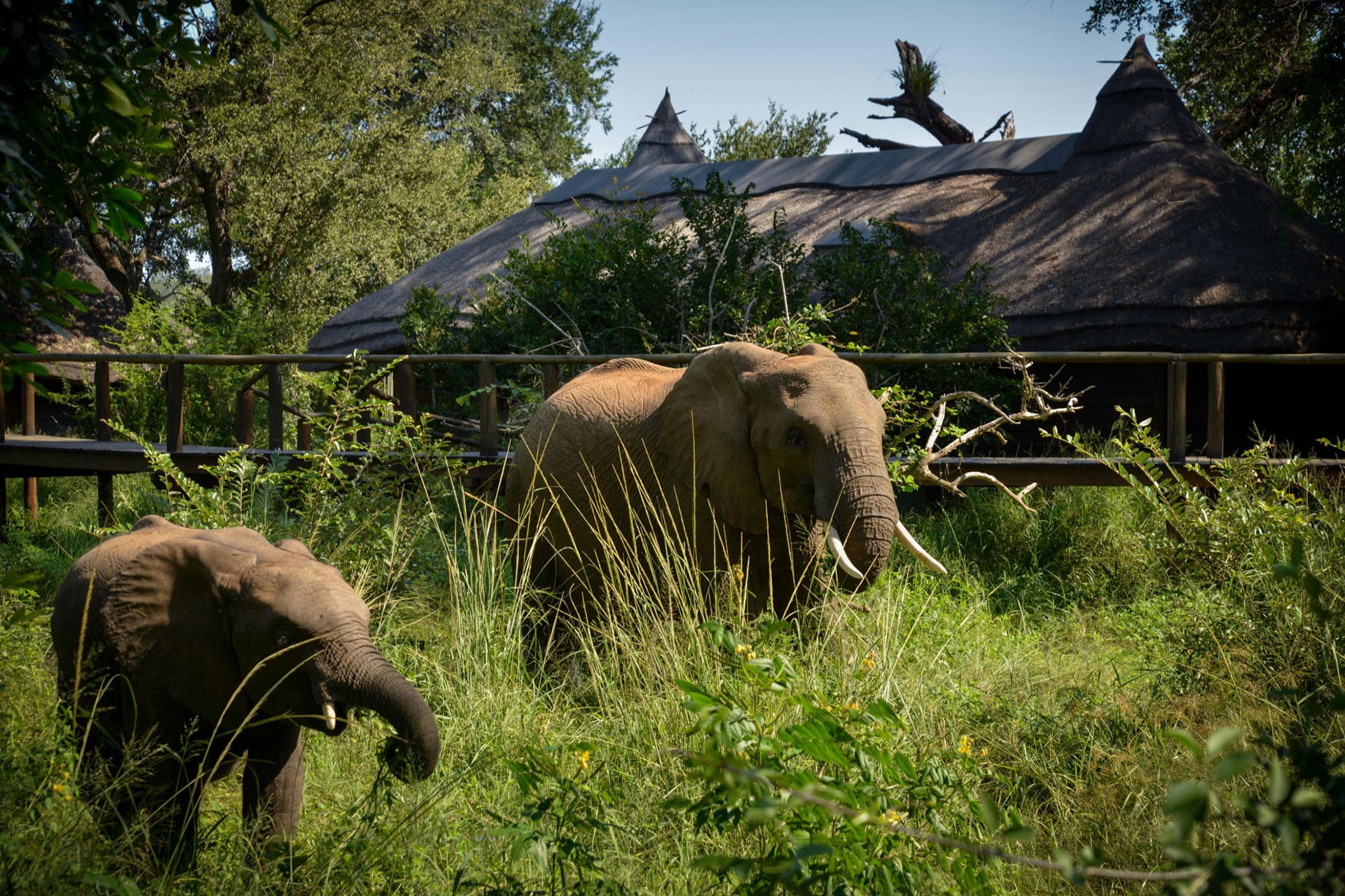 Elephants at one of the MORE lodges - sustainable travel