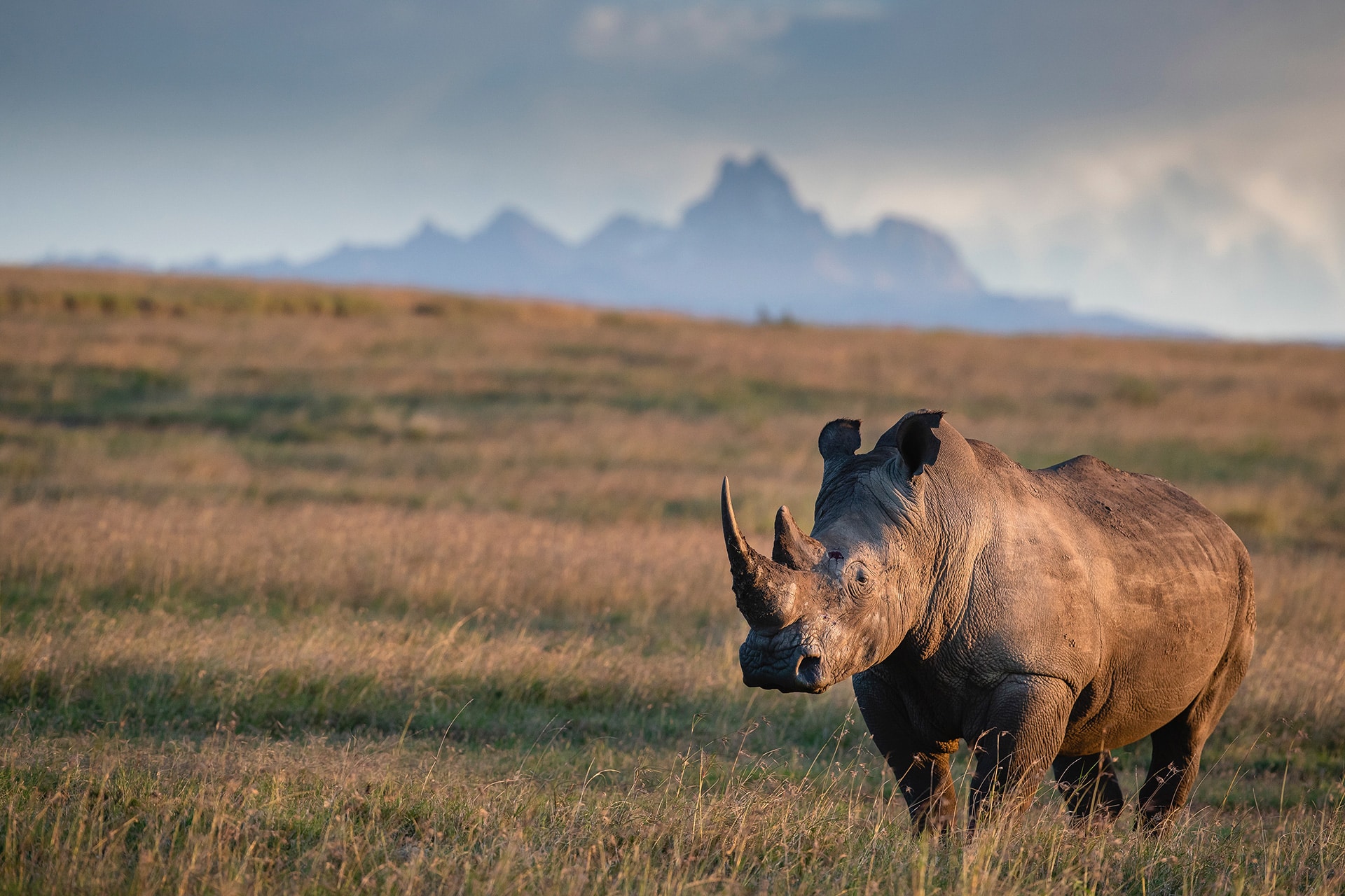 A Rhinoceros taken on assignment by wildlife photographer James Suter