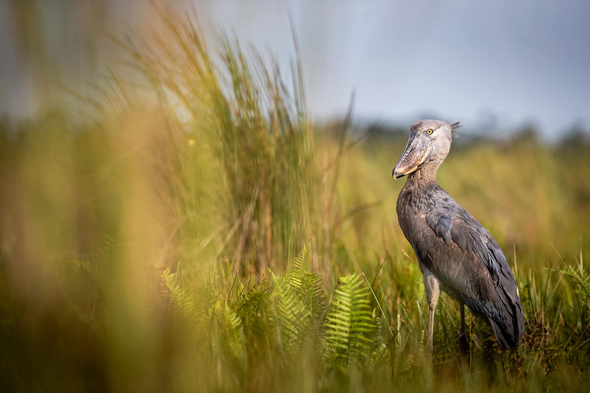 Wildlife photographer James Suter captures a shoebill stork in Uganda