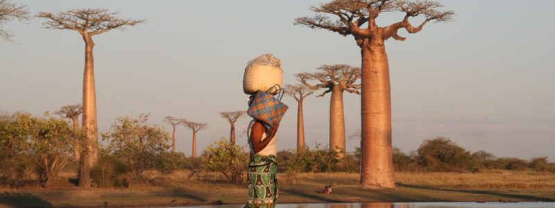 baobab