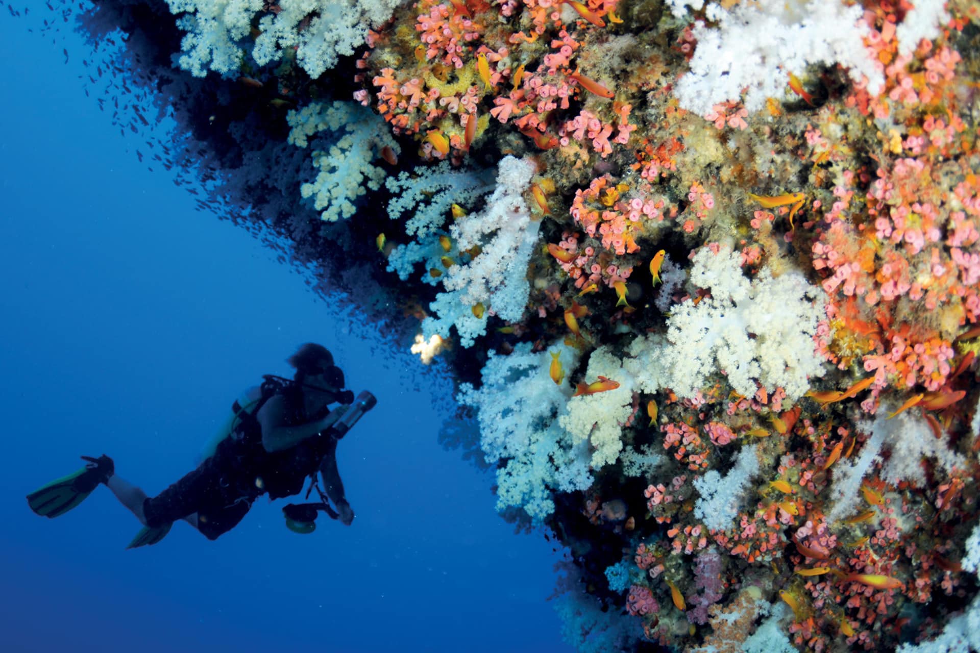Diver discovering the coral in the ocean