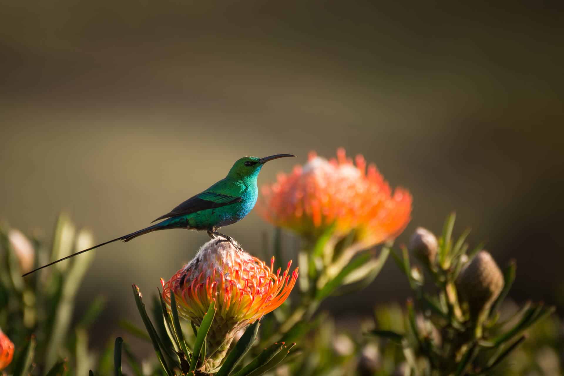 A solitary sunbird sitting on a protea in Kirstenbosch Gardens