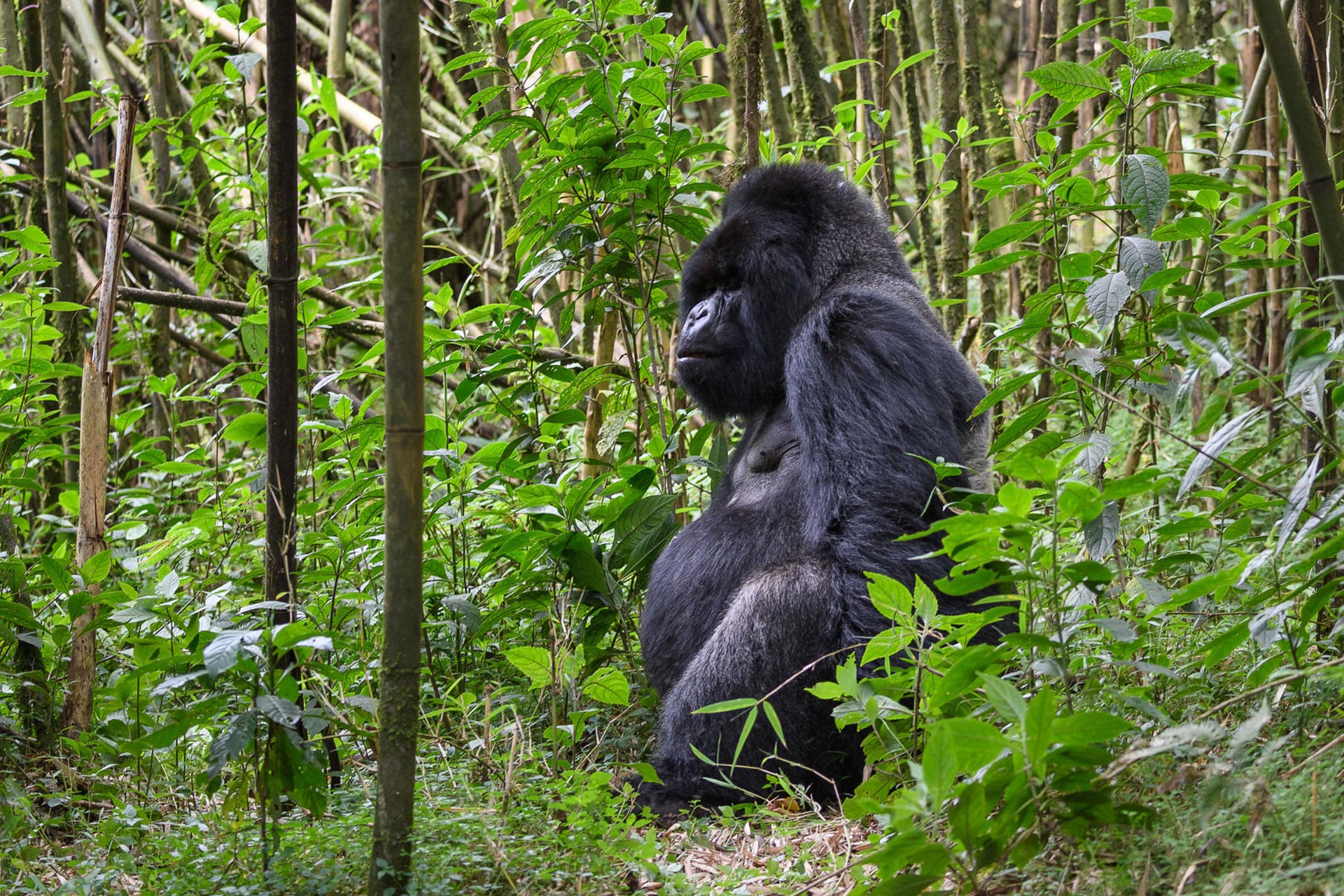 A silverback gorilla in the Volcanoes National Park, Rwanda