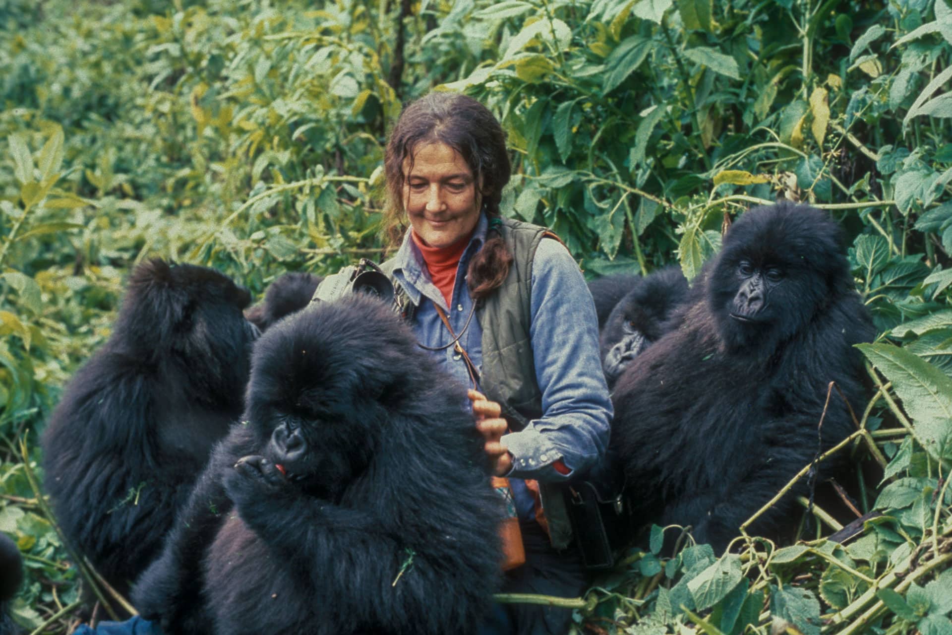 Dr Dian Fossey interacting with a gorilla family in Rwanda