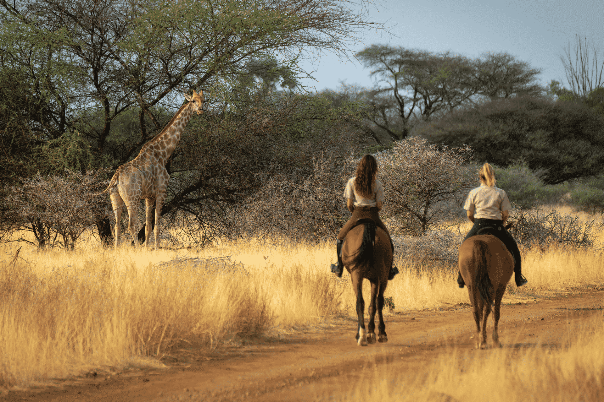 Two riders on horseback approaching a giraffe on a sunlit trail through the African bush, capturing the thrill and intimacy of a horseback safari adventure.