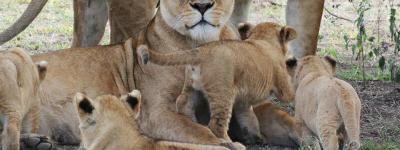 170507_thin_pride_nudutu_02