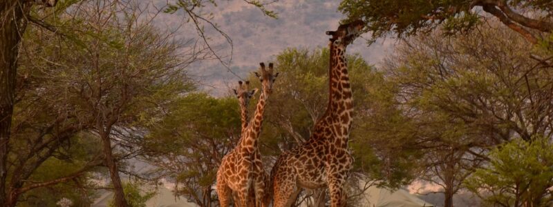 Campground-Sightings_1