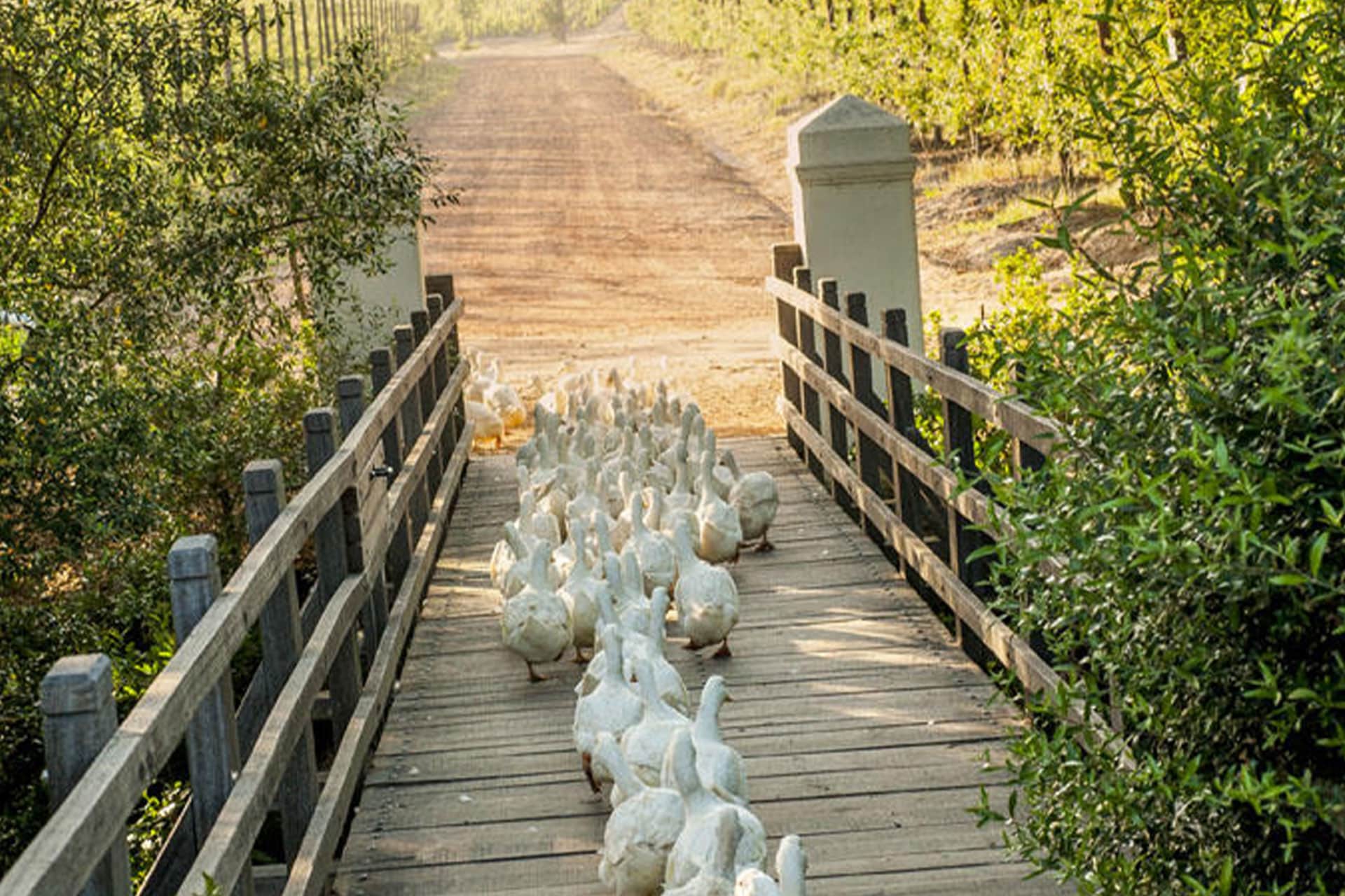 Geese walking over a bridge at Babylonstoren Farm and Hotel 