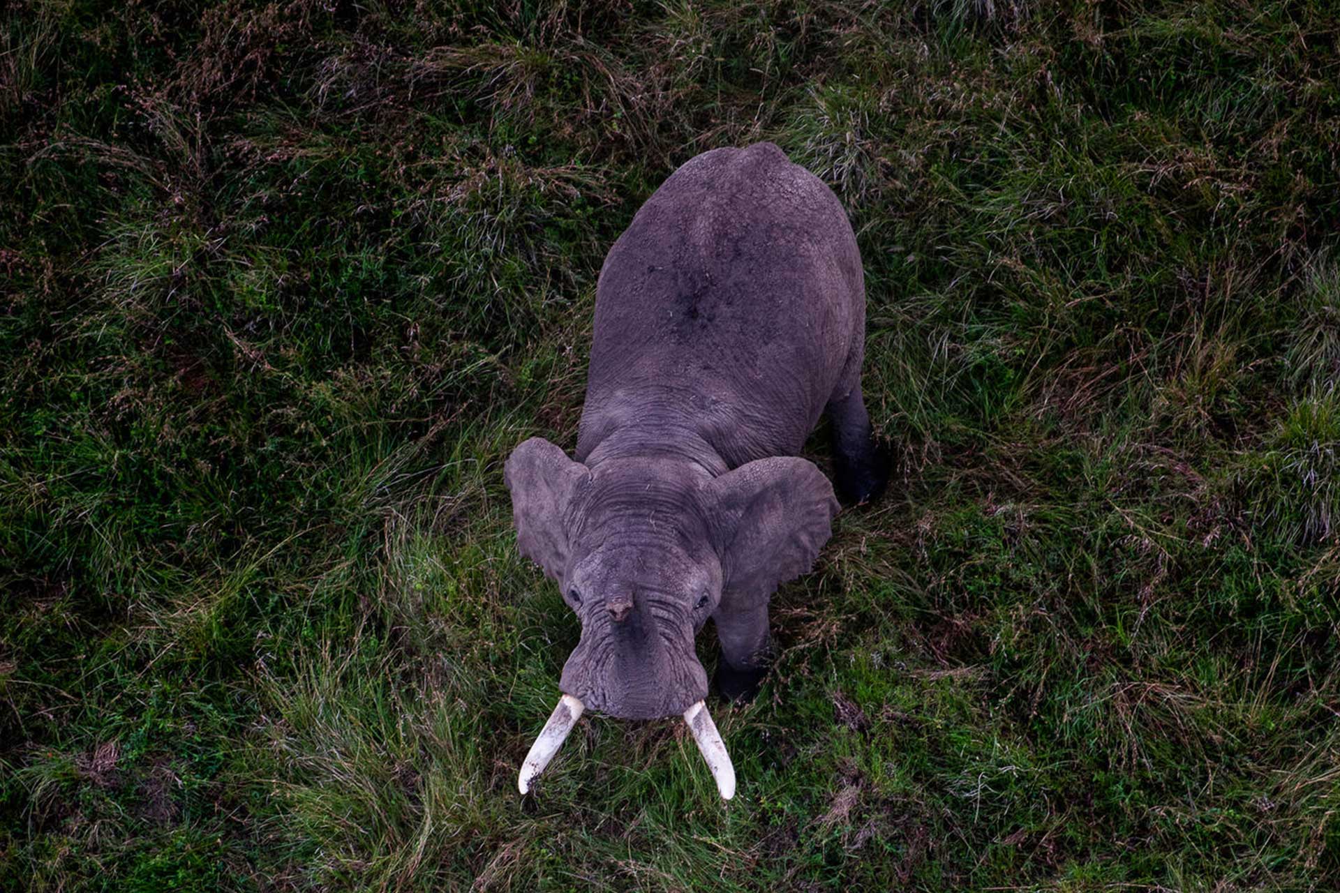 Close up of elephant club being friendly - Kenya Little Governors Camp.