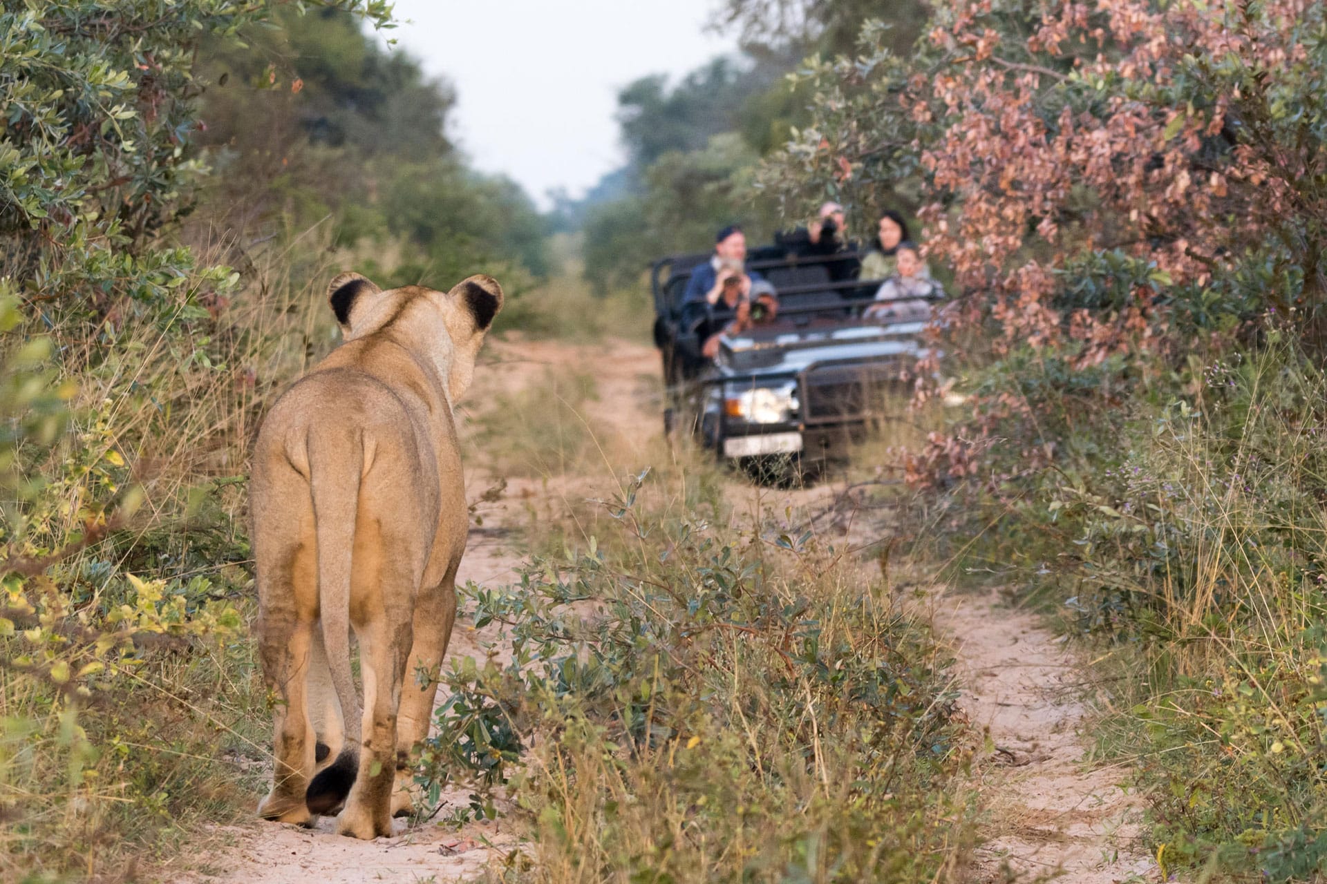 A female lioness spotted on a safari game drive in Africa.