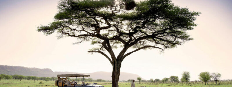 Safari-Game-Drive-Vehicle