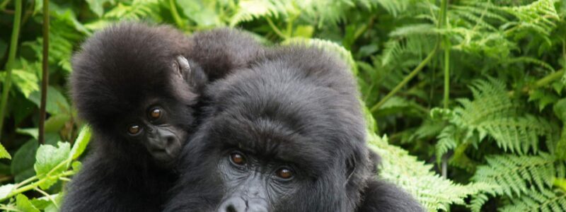 Singita-Kwitonda-Lodge