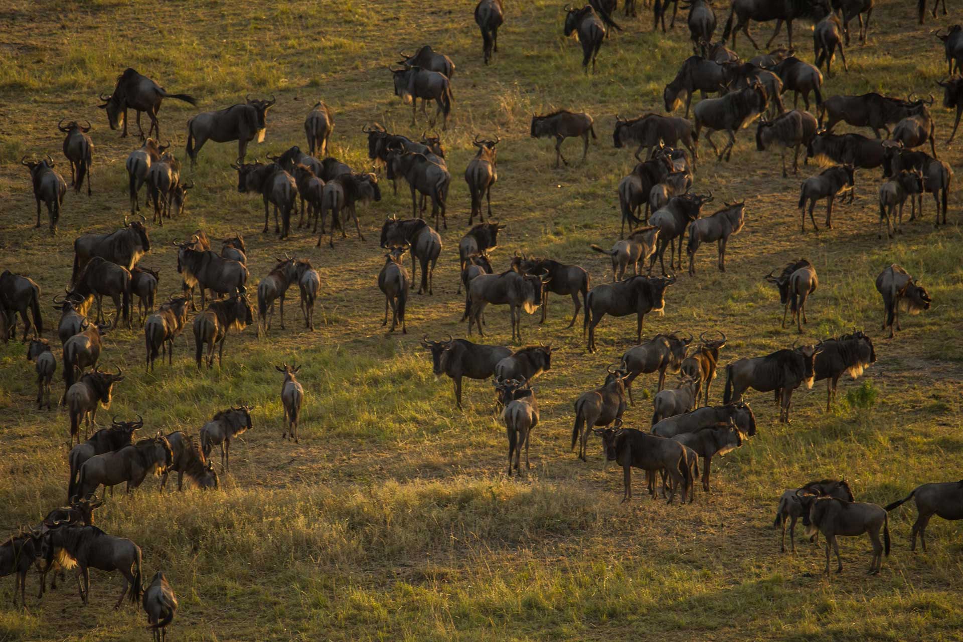 Group of wildebeests in Tanzania, Africa.