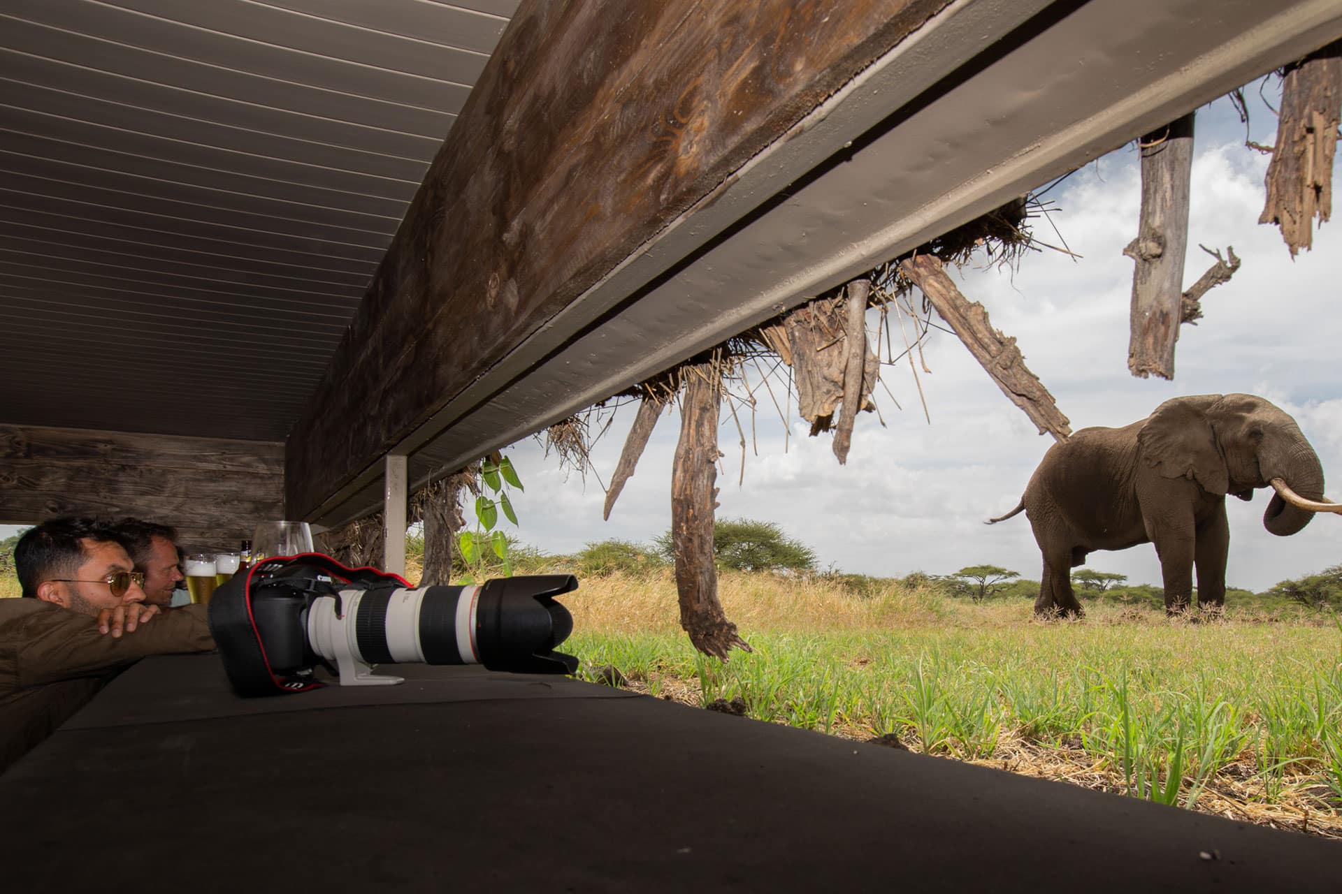 A large elephant outside the waterhole at Ol Donyo 