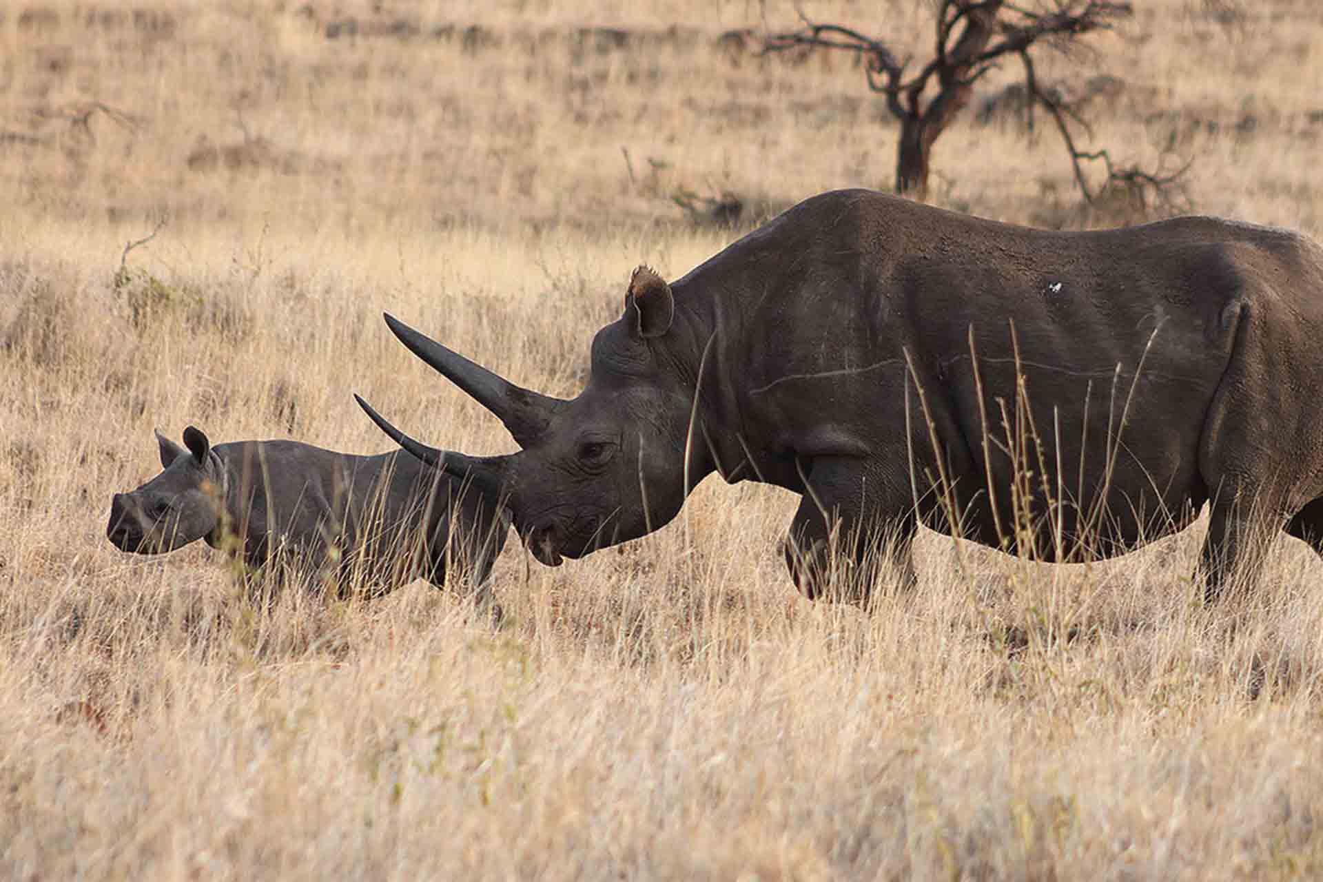 A black rhino mother and her baby in the Lewa Conservancy in Kenya. 