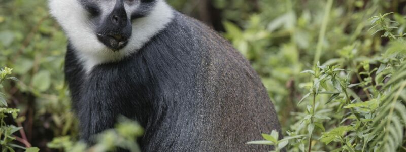 singita_kwitonda_lodge_-_monkey_3_-_b39i1548