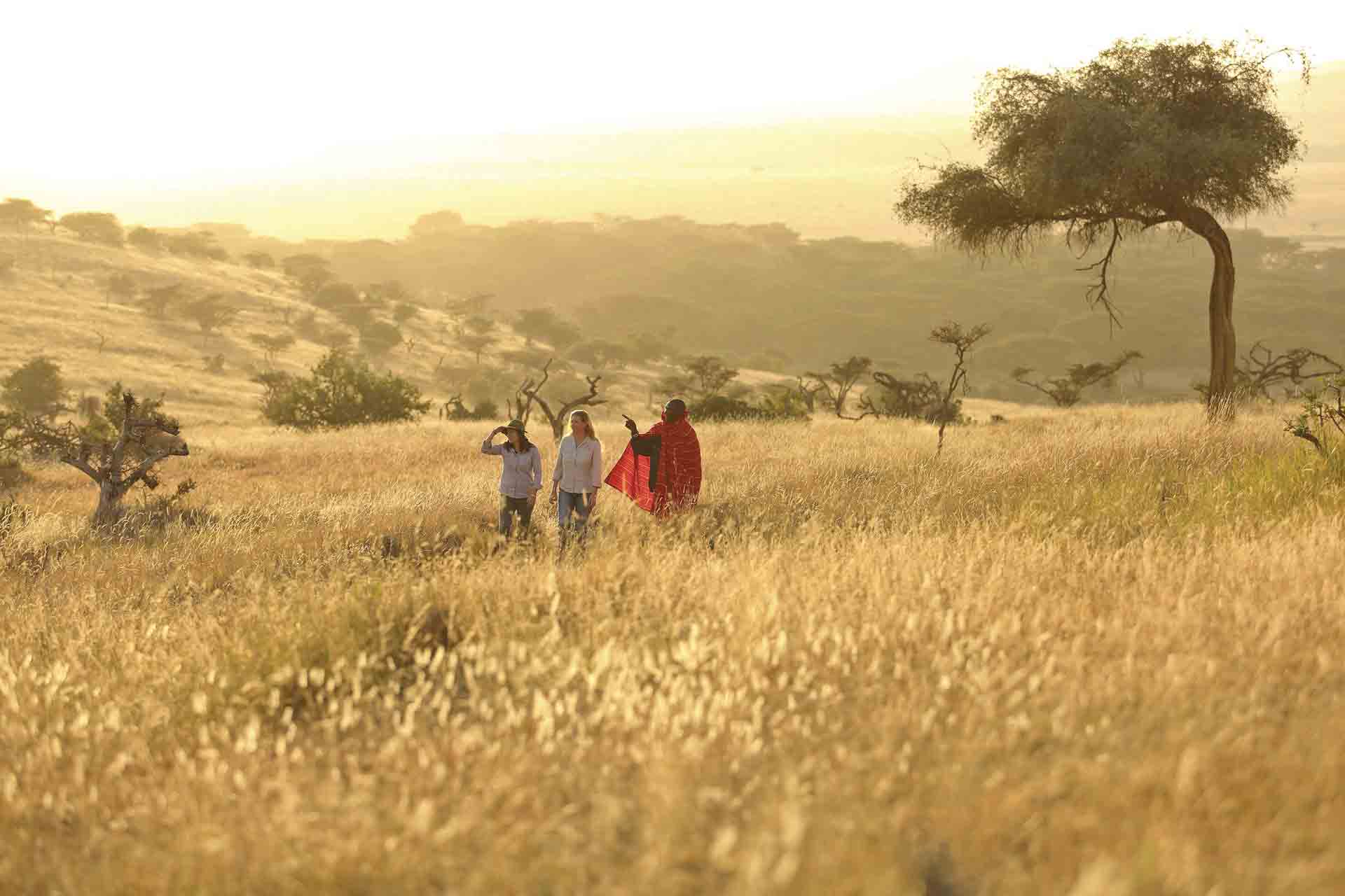 A maasai man walks with two people through the Lewa Conservancy. 