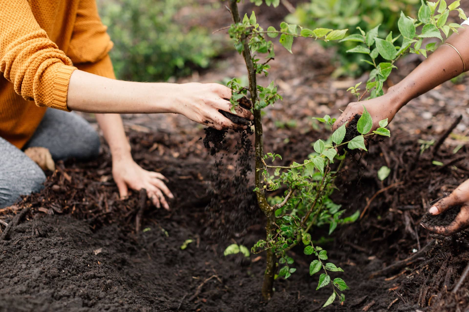 A woman&rsquo;s hands in the soil planting a tree for Greenpop. 