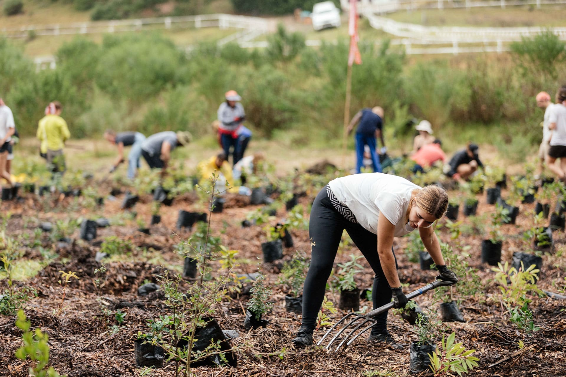 A group of people planting trees for Greenpop.