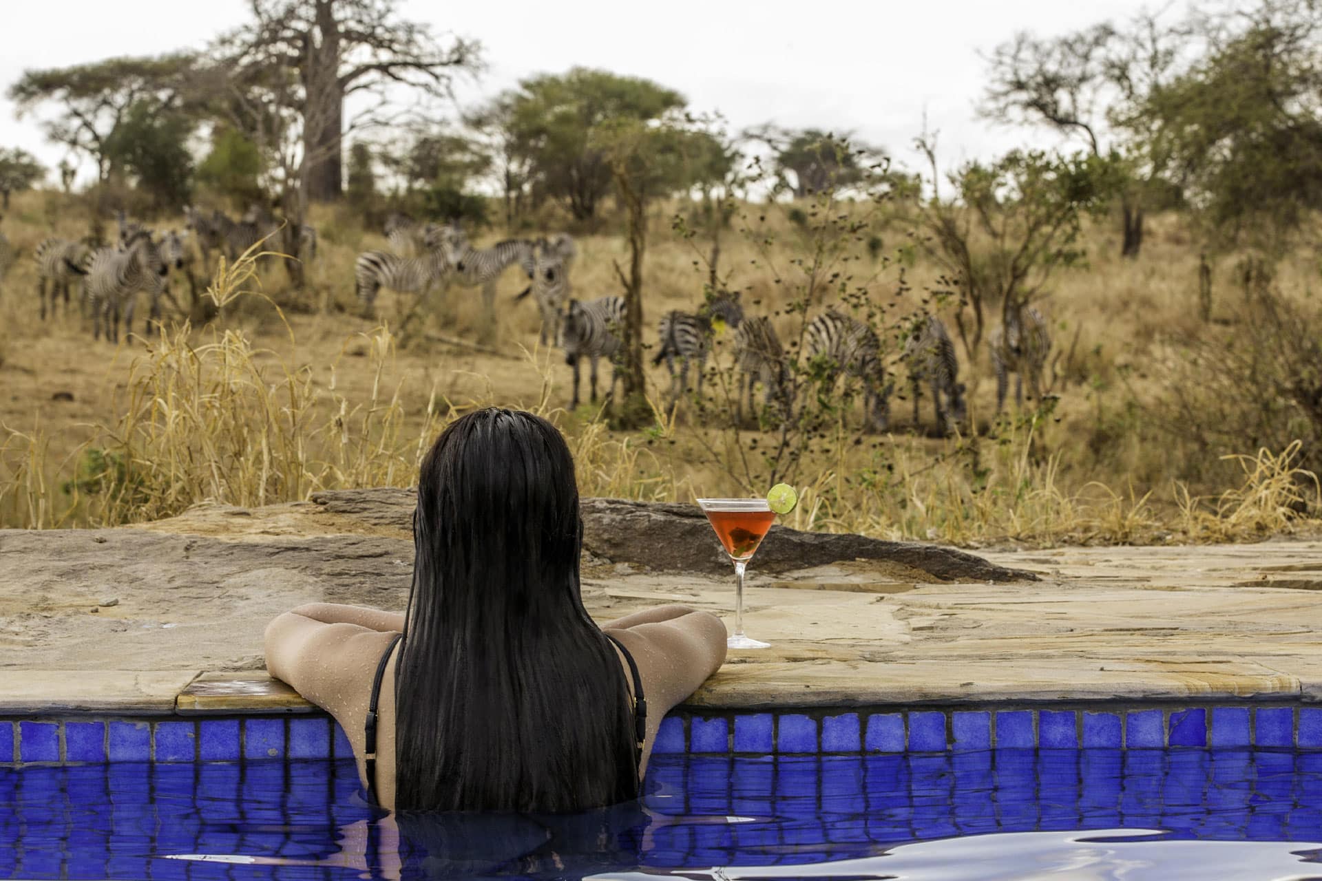 A woman in swimming pool with a cocktail watching Zebras drink at a waterhole. 