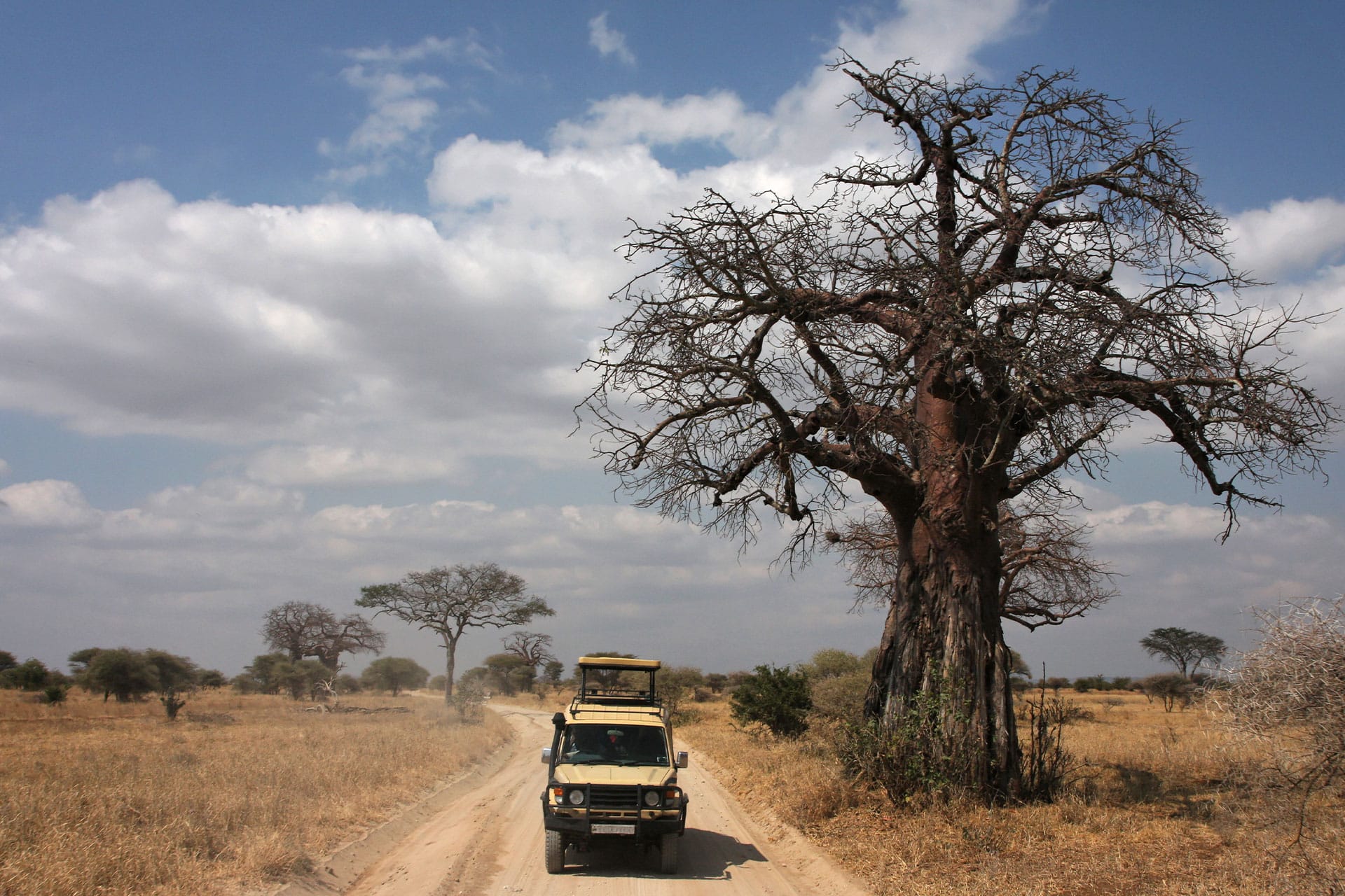 A baobab tree on safari in Tarangire National Park in Tanzania 
